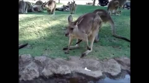 Funny Baby Kangaroo