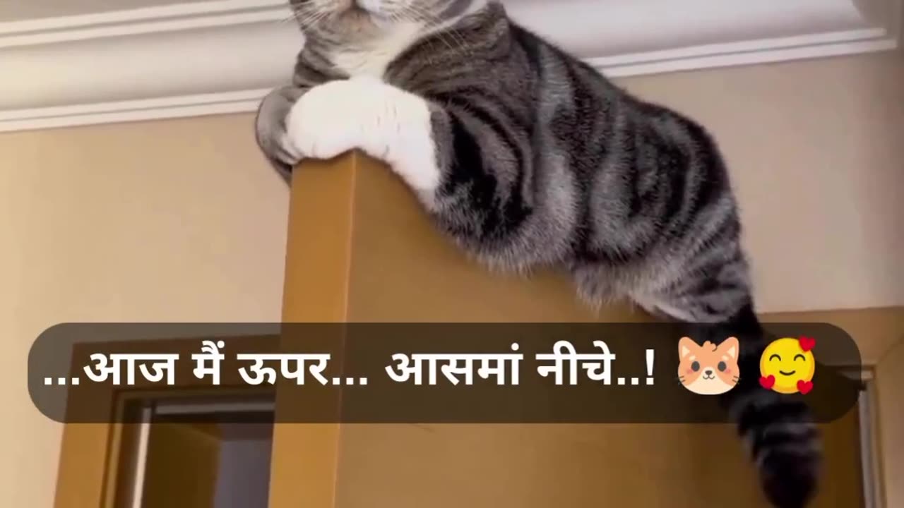 Aaj maii upar...aasma niche #shorts #viral #catlover #animallover#viral video
