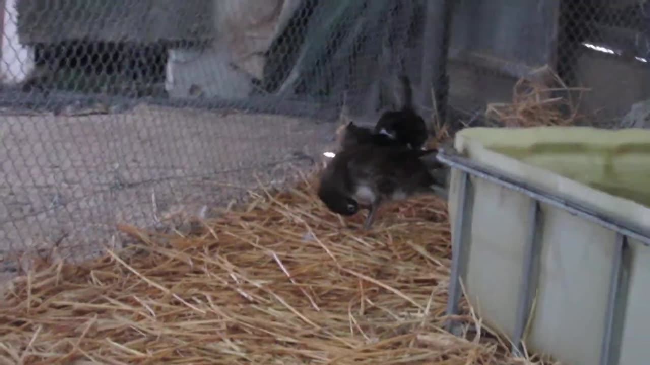 Blue silkie pullets (4)