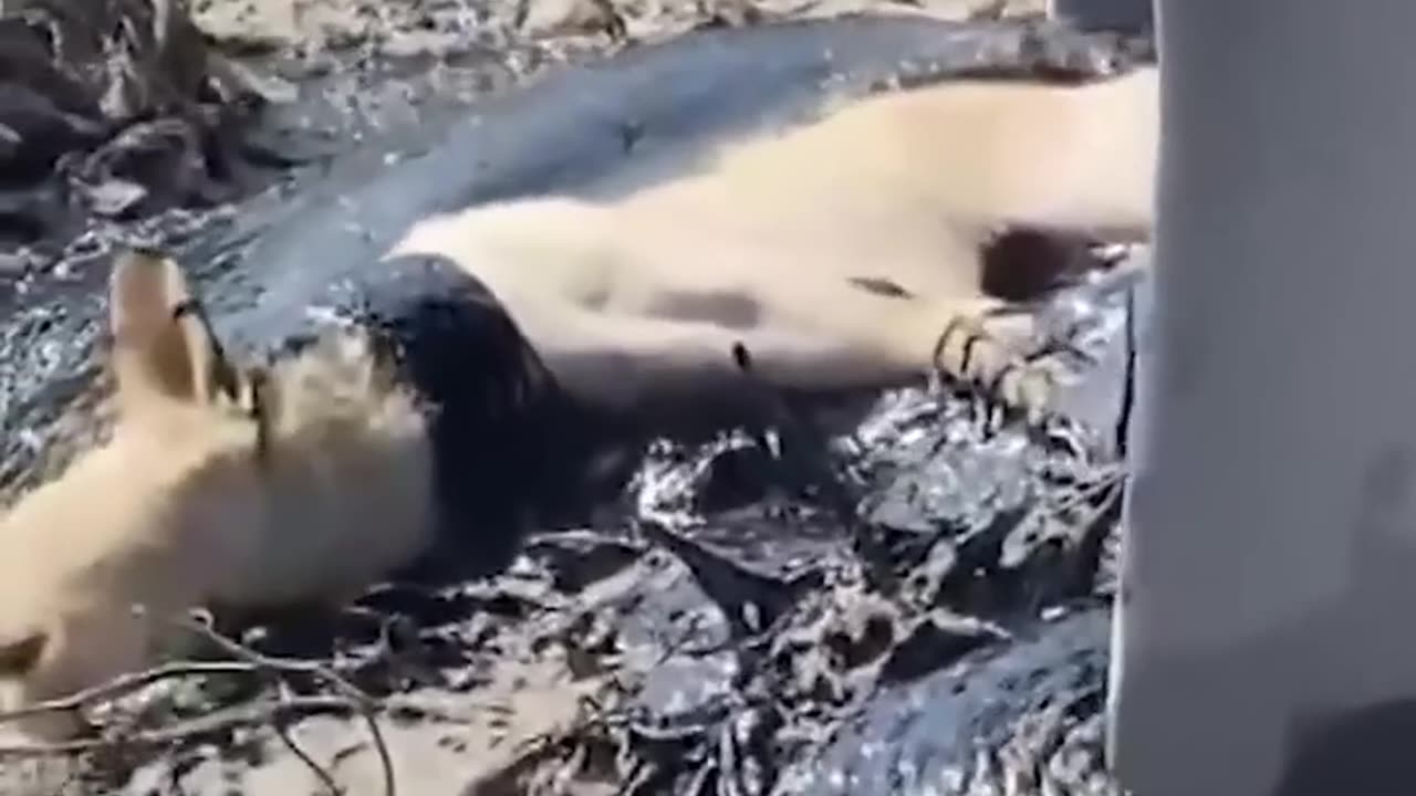 Rescue the dog