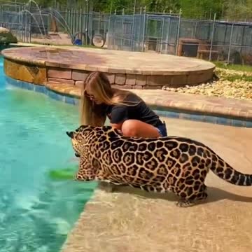 Jaguar & Watermelon in Pool! 🍉🐆
