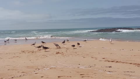 Pelican in the sea