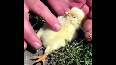 Cute Baby Animals