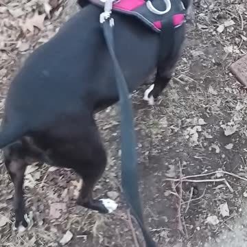 Bluejay hornets nest