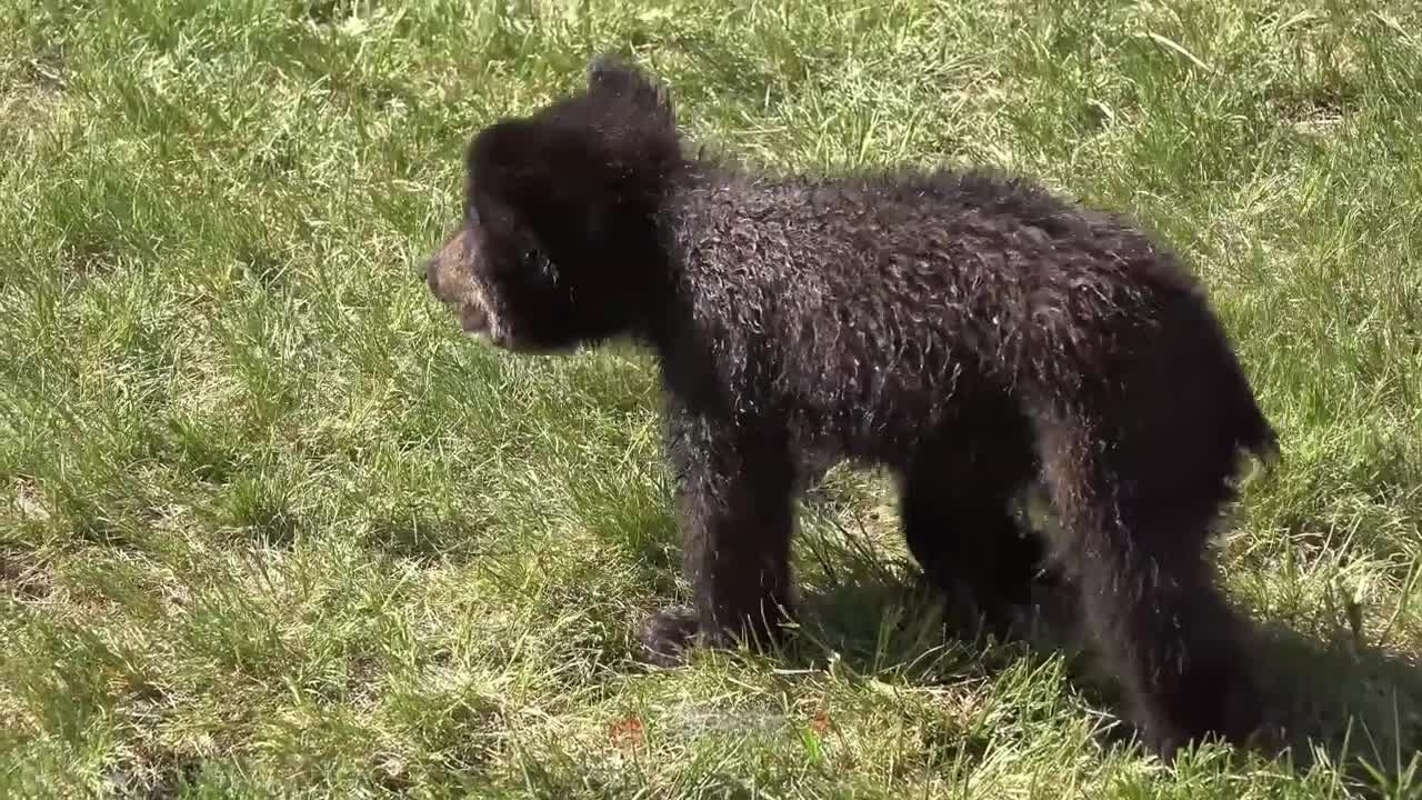 Happy Little Black Bear