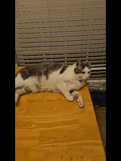 Mr. Rocky The Cat Lounging Around Waiting To Be Fed