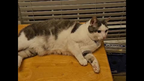 Mr. Rocky The Cat Lounging Around Waiting To Be Fed