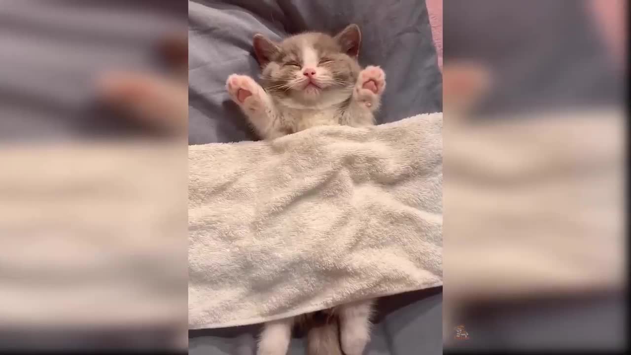 cute baby cats