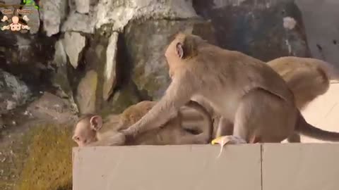 Monkeys 🙈 animals monkey funny video