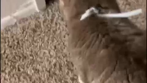 Cute cat
