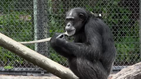 Chimpanzee at Zoo