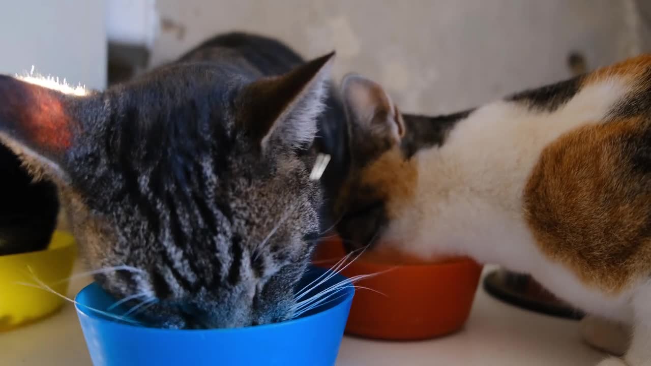 kittens eating their dinner.