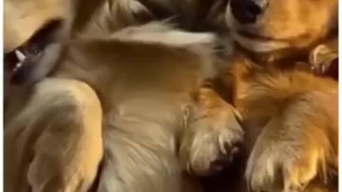 Cute dog video