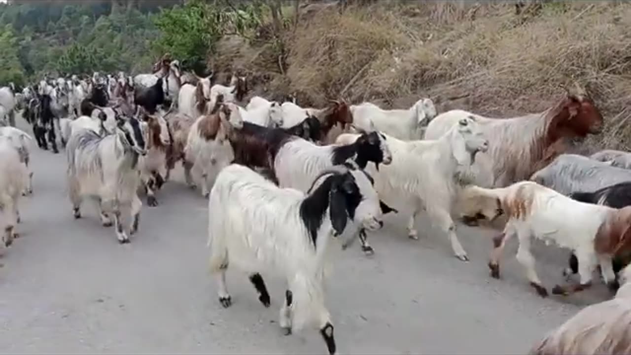 Kashmir'goats