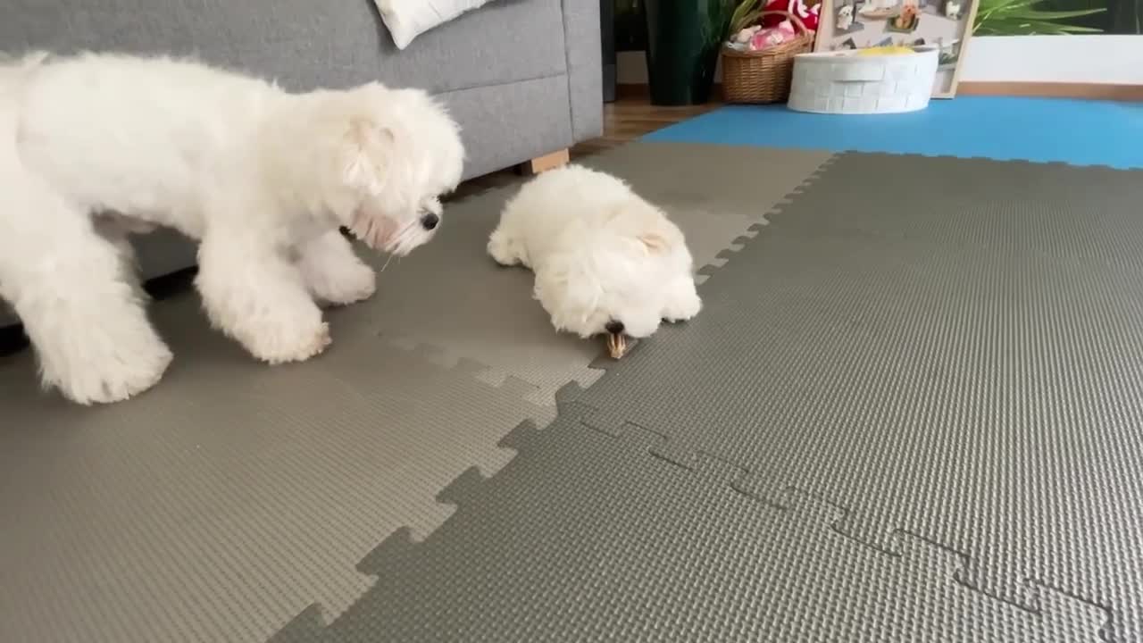 In the dog world, no one is convinced.
