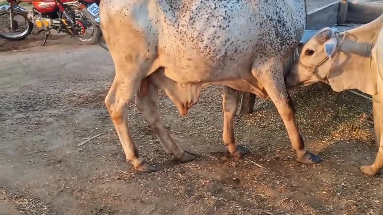 What a bull😮💯🙏🏻