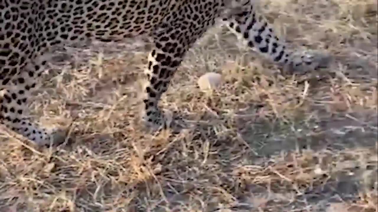 Big Mistake Leopard When Risking Her Life To Kidnap Lion Cub- The Lion Mother's Brutal Vengeance