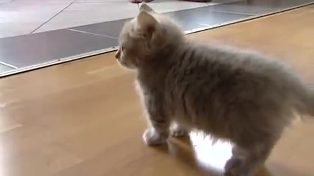 Cute munchkin baby kitten talks too much