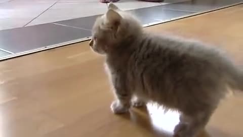 Cute munchkin baby kitten talks too much