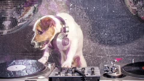 Dj Pup