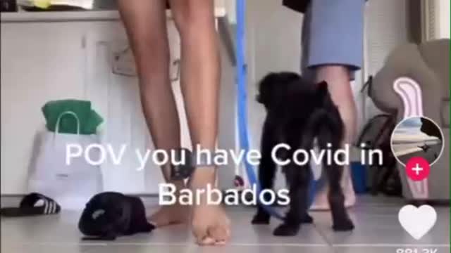 Meanwhile in Barbados: ankle monitors for testing positive for Covid