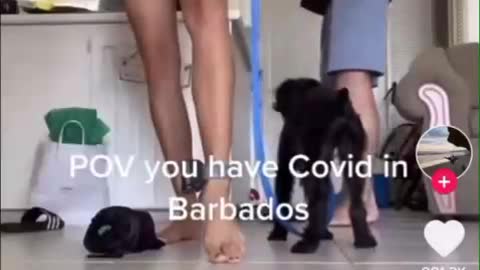 Meanwhile in Barbados: ankle monitors for testing positive for Covid