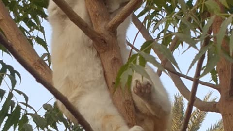 Funny cat on tree😂 .he claimed his self now making noise to be down .