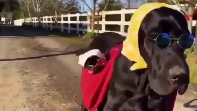 Great Dane is ready to go for a walk with kitten on his back