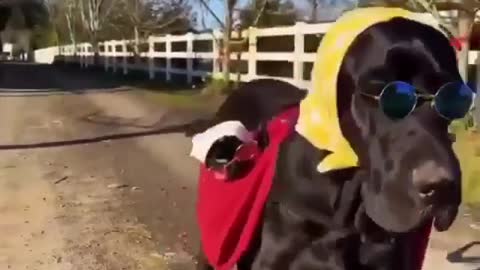 Great Dane is ready to go for a walk with kitten on his back