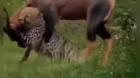 Leopard 🐯and deer 🦌fight