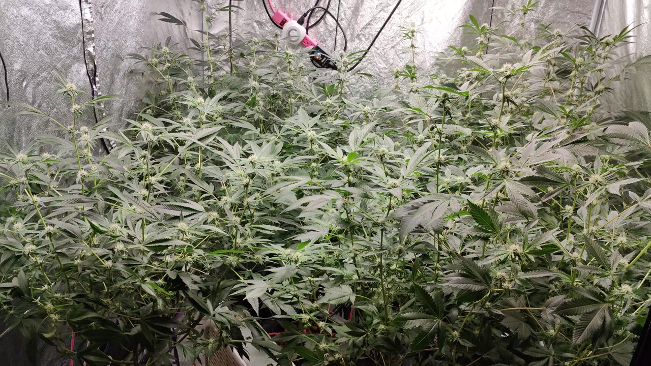 Day 21 Flower FOG/AR (Clones), Blackberry Hammer (Clones) Hash Run