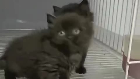 Two black kittens are staring at the toy