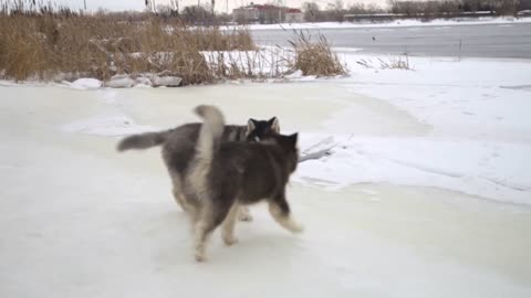 Winter landscape with cute siberian husky malamute dog playing outside at the beach