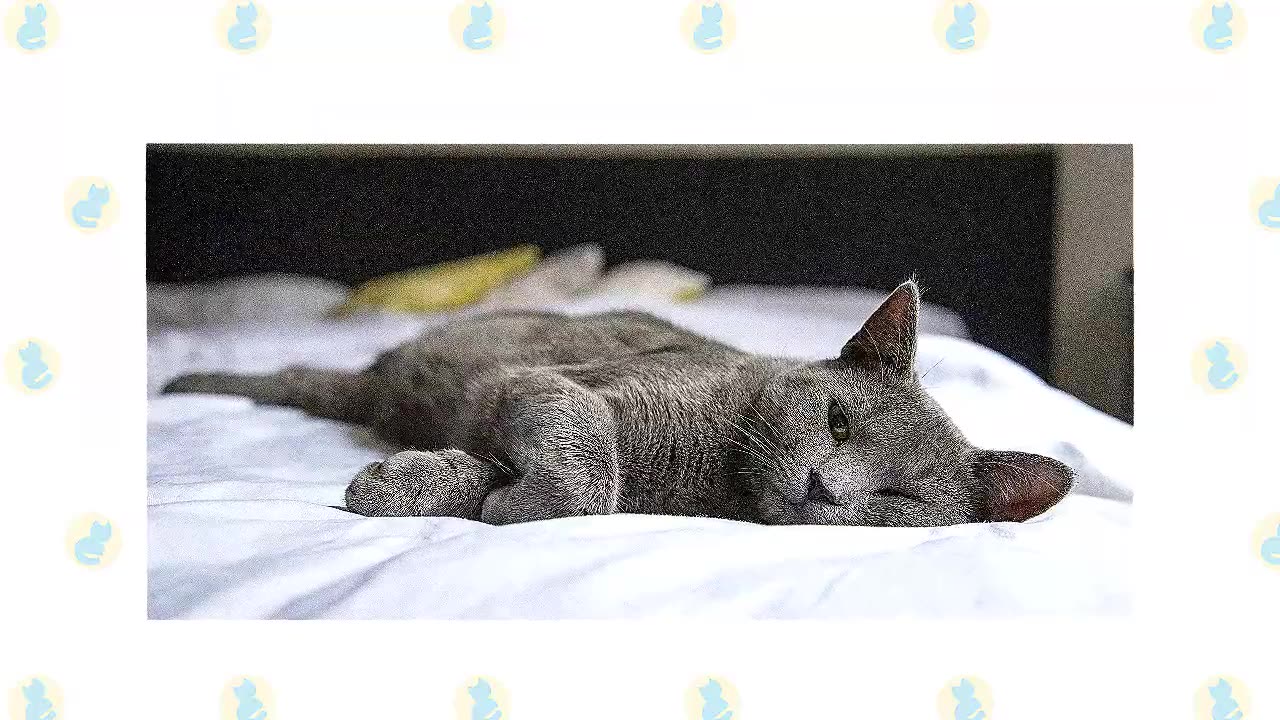 Korat Cat VS. Russian Blue Cat