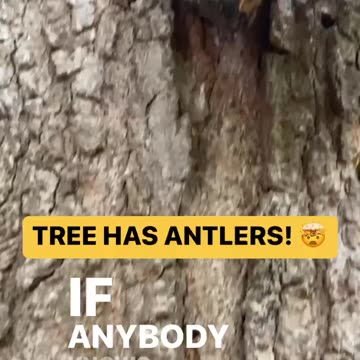 MOOSE HORN MUSHROOMS