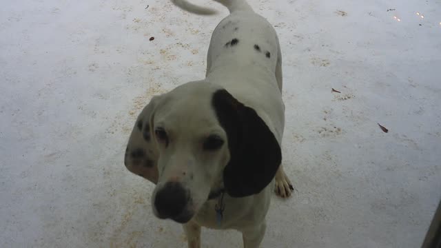 Amelia - My Coonhound Baying - Christmas 2021