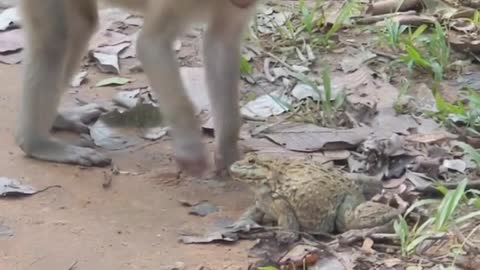 the monkey and the frog amazing this video!