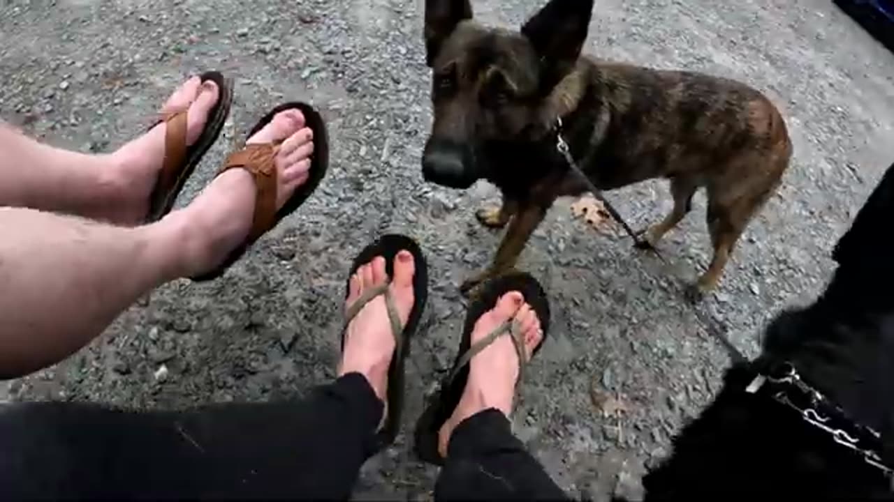 The realities of backpacking with a dog