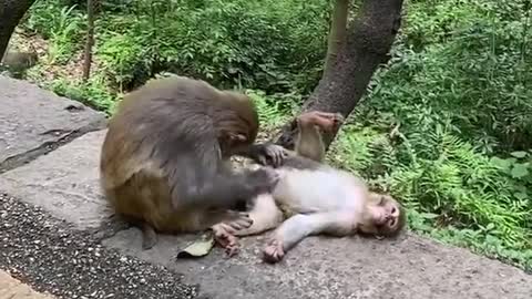 Monkey Pet Lovely And Love - How They Are The Same