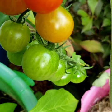 Harvesting Cherry Tomatoes