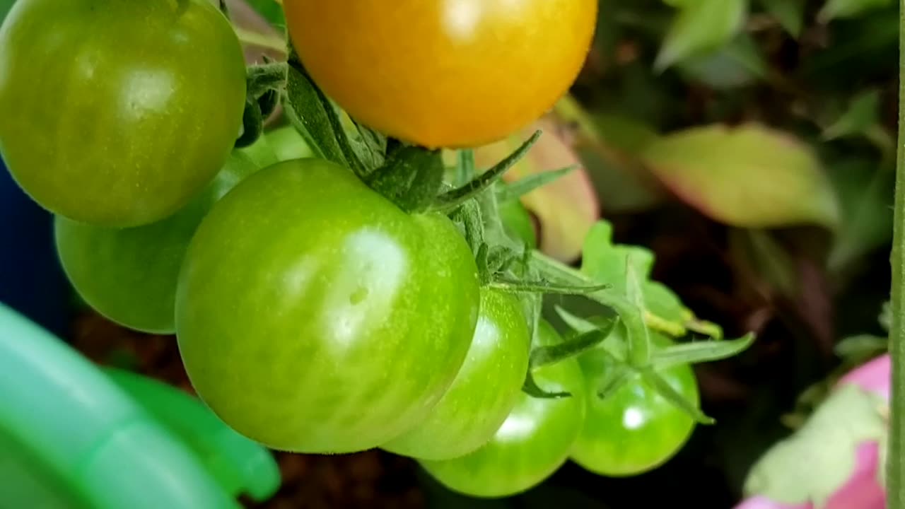 Harvesting Cherry Tomatoes