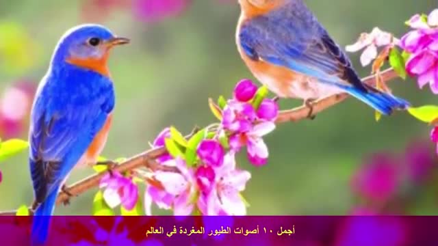 أجمل 10 أصوات الطيور المغردة في العالم