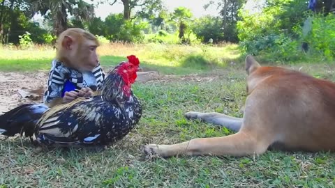 Cool dog and monkey