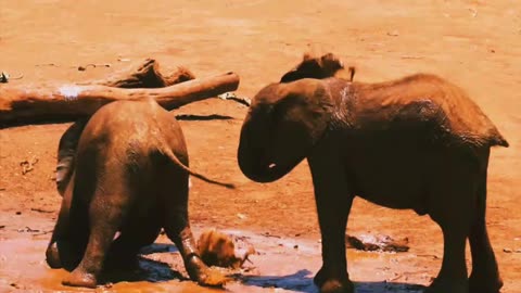 elephants enjoying