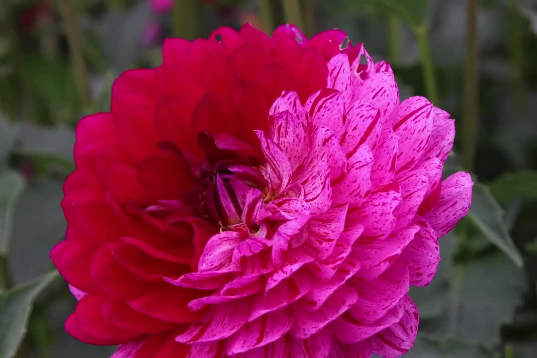 Swan Island Dahlias