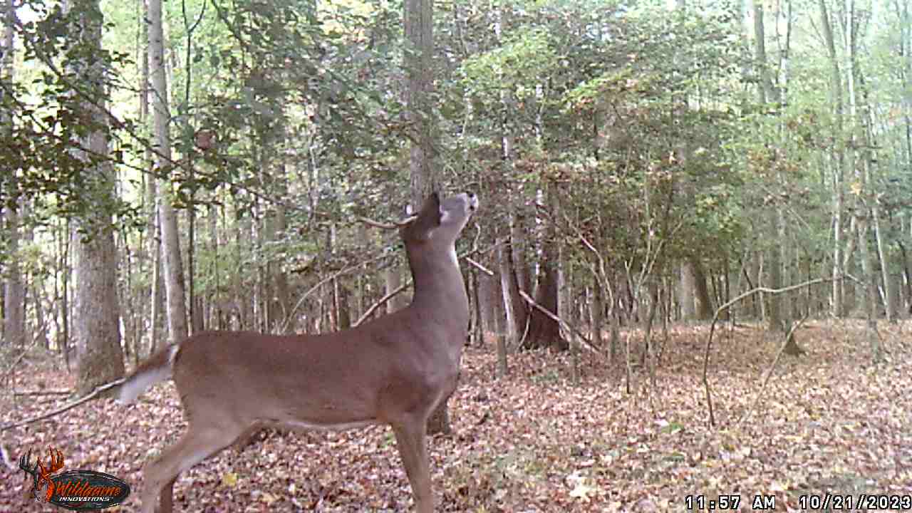 Whitetail Deer