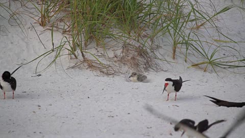 Beach Life for Young Black Skimmers