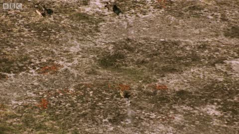 Cheetah chases wildebeest