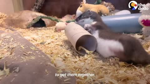 Tiny Baby Stoat Has The Best Reaction When She Meets Someone Like Her