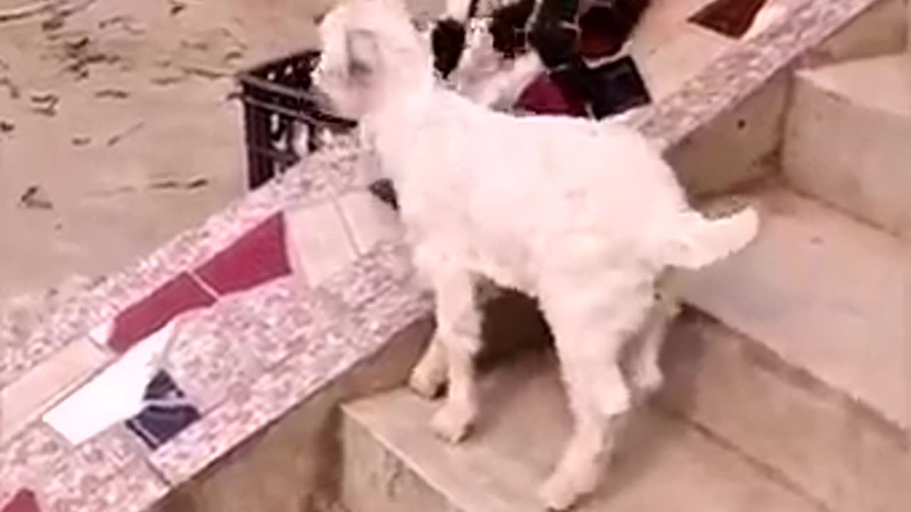 Cute goats. Have fun sliding.